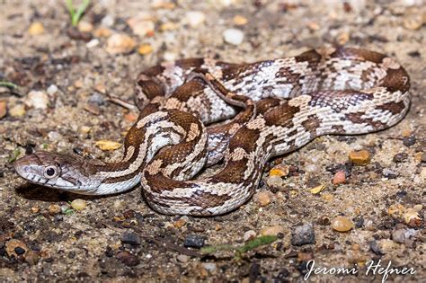 Tập Tingray Ratsnake Pantherophis Spiloides Wikipedia Tiếng Việt