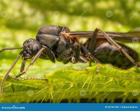 giant ant stock image image  leaf green clamps
