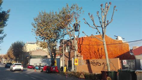 Comencen Els Treballs De Poda A Tres Barris De Terrassa