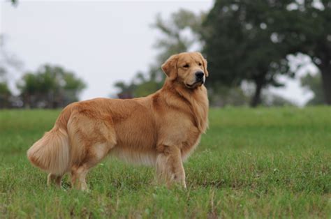 Aj Scion Golden Retrievers