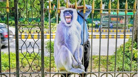 Cut Outs Of Langurs Deployed Along G20 Routes To Scare Off Monkeys