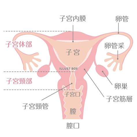 子宮内膜増殖症 既婚者アラフォーの 子宮全摘出手術体験談