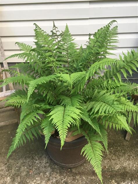 Northern Lady Fern Lady In Red Plant Profile Sylvan Gardens