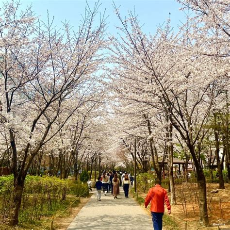 연남동 가볼만한곳 연트럴파크 공덕 경의선숲길 산책로 데이트 서울 벚꽃 명소 개화 상황 331 네이버 블로그