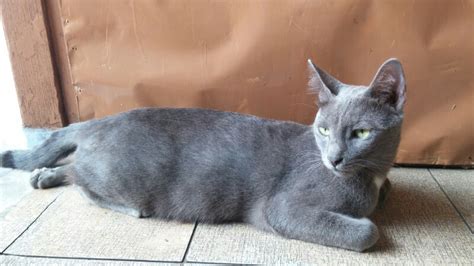 Kucing Busok Ras Asli Indonesia Kaskus