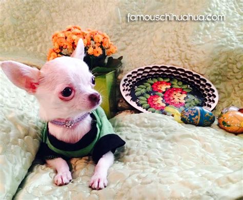 Happy Easter Enjoy Our Gallery Of Chihuahuas Dressed Up In Easter