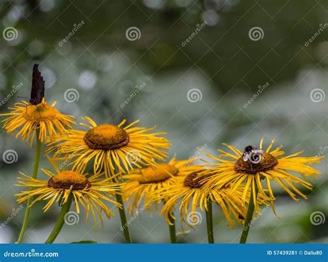 Flores Abelhas E Borboletas Praga Imagem De Stock Imagem De P Tala