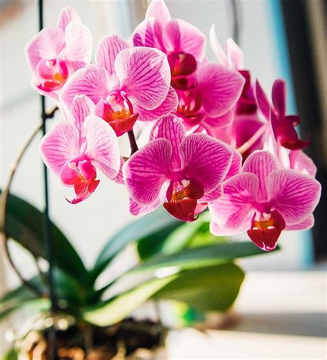 Wie vermehrt man Orchideen aus Blütenstielen haustricks