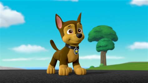 Chase Chase Paw Patrol Photo 42953360 Fanpop