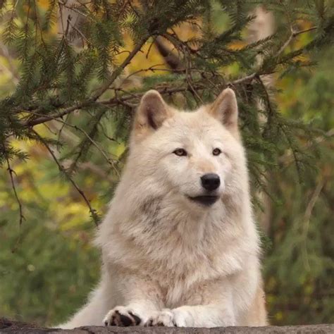 Wolf Conservation Center on Twitter: "Our favorite music. Ambassador Wolf Nikai inspires the red ...