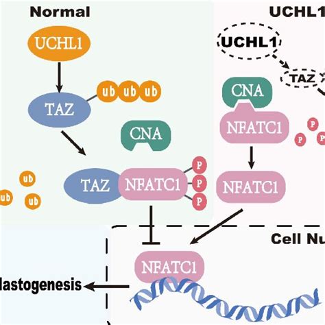 Working Model Of UCHL1 As A Negative Regulator In Osteoclast