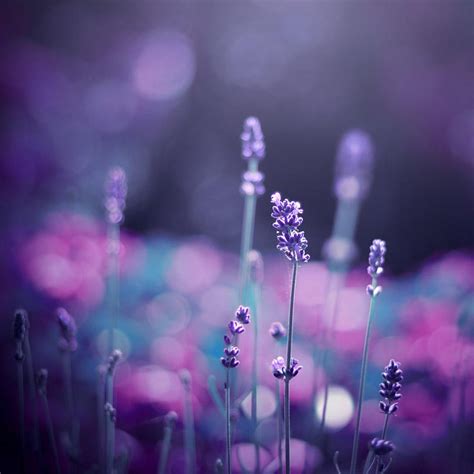 30 фотографий с фиолетовым настроением