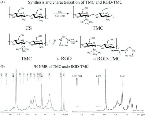 A Synthesis Of N N N Trimethyl Chitosan Tmc And C Rgd Tmc B H