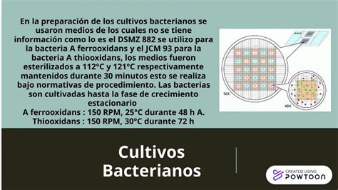 Biolixiviaci N De Concentrados De Oro Youtube