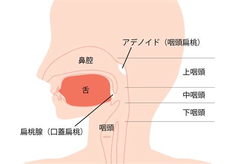 慢性上咽頭炎とは？慢性上咽頭炎の症状・診断方法・治療などを解説