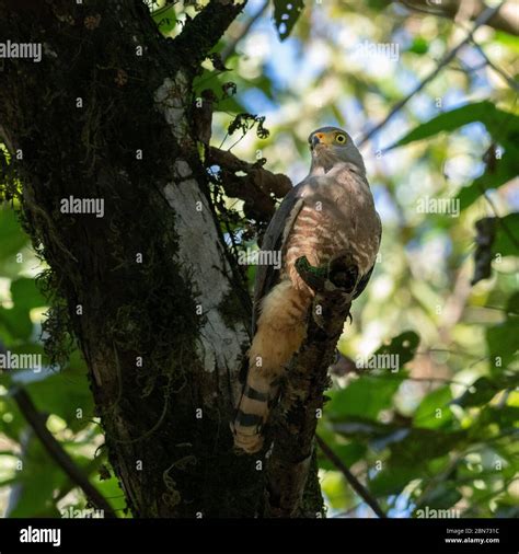 Halcones De Costa Rica Fotografías E Imágenes De Alta Resolución Alamy