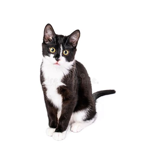 Cute Tuxedo Kitten Sitting Isolated On White Stock Photo Image Of