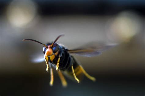 Invasive Yellow Legged Hornet Spotted In Us For First Time Teamtrilife