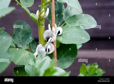 Bean Flower and Foliage Stock Photo - Alamy