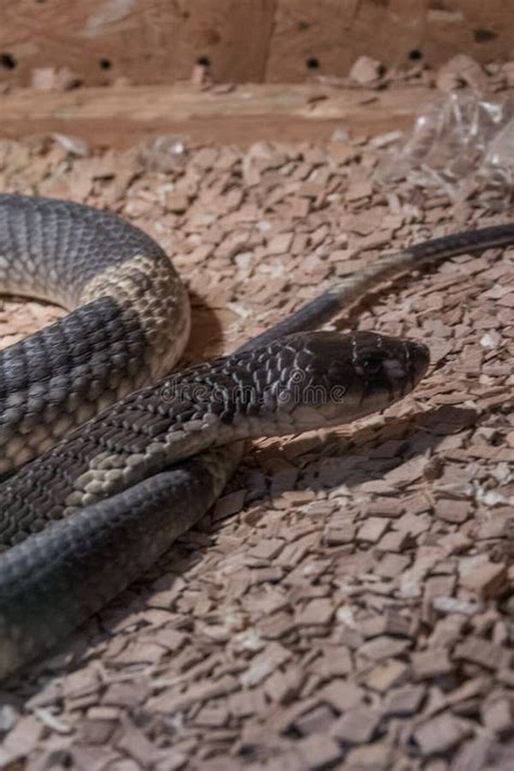 Snouted Cobra Snake South Africa Stock Photo Image Of South Safari