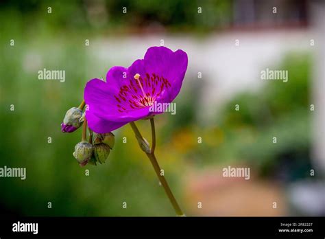 Rock Purslane Calandrinia Spectabilis Growing In A Container On A Patio