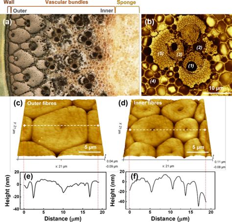 Microscopic And Nanoscale Mechanical Properties Of Tonkin Cane Bamboo