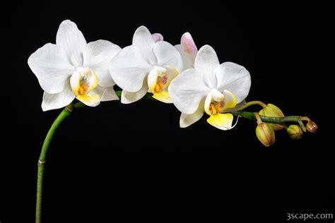 White Orchids Photograph by Adam Romanowicz