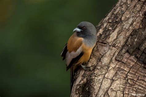 Bird Photography Workshop | The Outback Experience