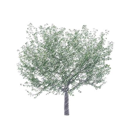 Premium Psd Cherry Tree Drawing Isolated Transparent Background