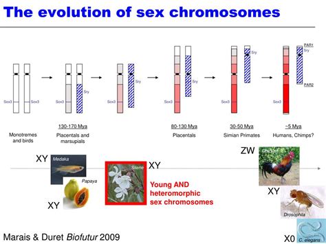 Ppt The Evolution Of Sex Chromosomes From Humans To Non Model