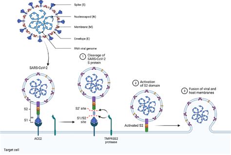 Shows How SC 2 Spike Protein Interacts With Host ACE 2 Receptor To