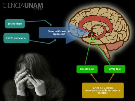 Estrés ¿qué Pasa En El Cerebro Ciencia Unam