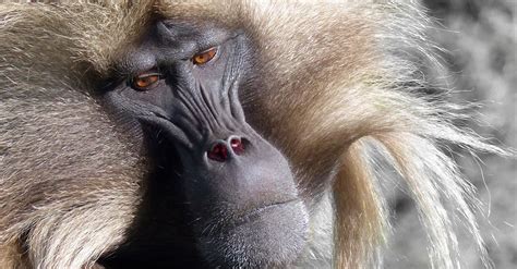 Close-up of a Baboon Monkey · Free Stock Photo