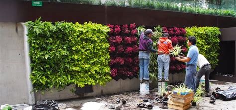 6 Langkah Mudah Dalam Membuat Vertikal Garden Ath Aneka Tanaman Hias