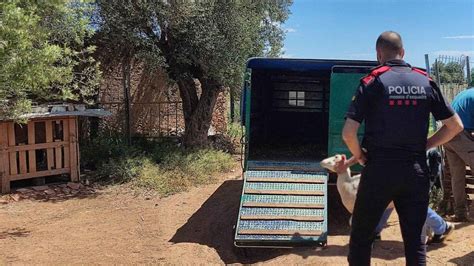 Descubren Una Plantaci N De Marihuana Tras Detener A Dos Hombres Por