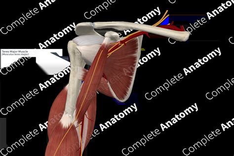 Teres Major Muscle Complete Anatomy