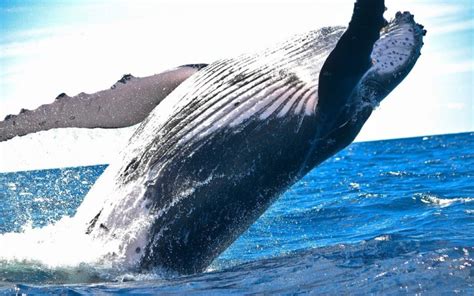 Nado Por Las Ballenas De Qu Se Trata Esta Iniciativa