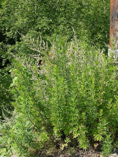 ganze Pflanze Feld Beifuß Flora Natur im Austria Forum