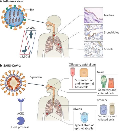 Influenza Virus Life Cycle