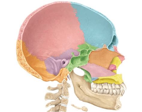 Whs Bones Of The Skull Medial Section Quiz