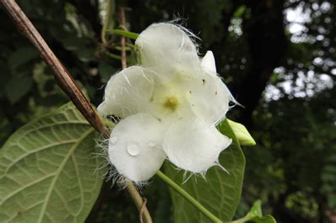 Fernaldia Pandurata Commonly Known As Loroco