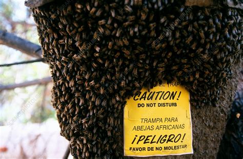 Killer bee swarm trap - Stock Image - C002/6639 - Science Photo Library