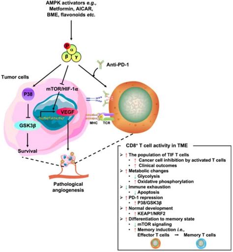 Ijms Free Full Text Orchestrated Action Of Ampk Activation And Combined Vegf Pd 1 Blockade