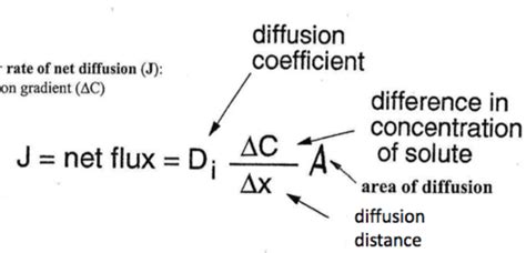 Lecture 2 Diffusion Osmosis Molecular Transport Across Membranes