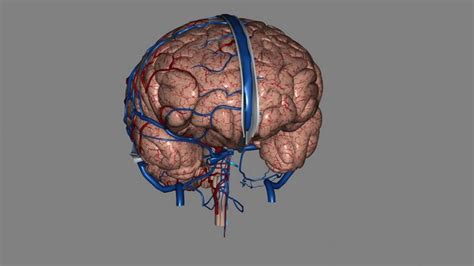 Premium Photo Brain Arteries And Veins 3d Medical