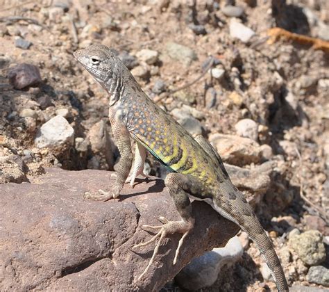 Greater Earless Lizard Cophosaurus Texanus Male Millvill Flickr