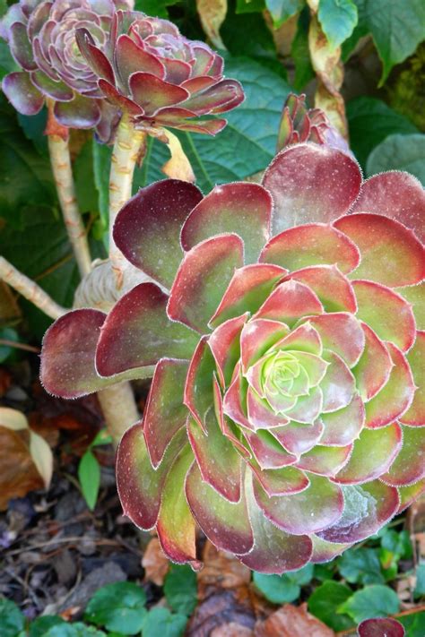 The Aeonium Flower A Succulent For The Mediterranean Garden Dengarden