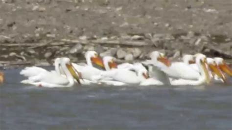 White Pelicans Fishing On The Yellowstone River Montana Youtube