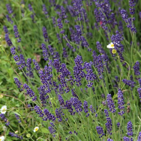 Lavandula Angustifolia Hidcote