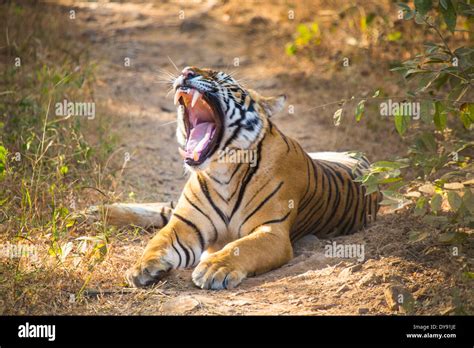 Ranthambore National Park Hi Res Stock Photography And Images Alamy